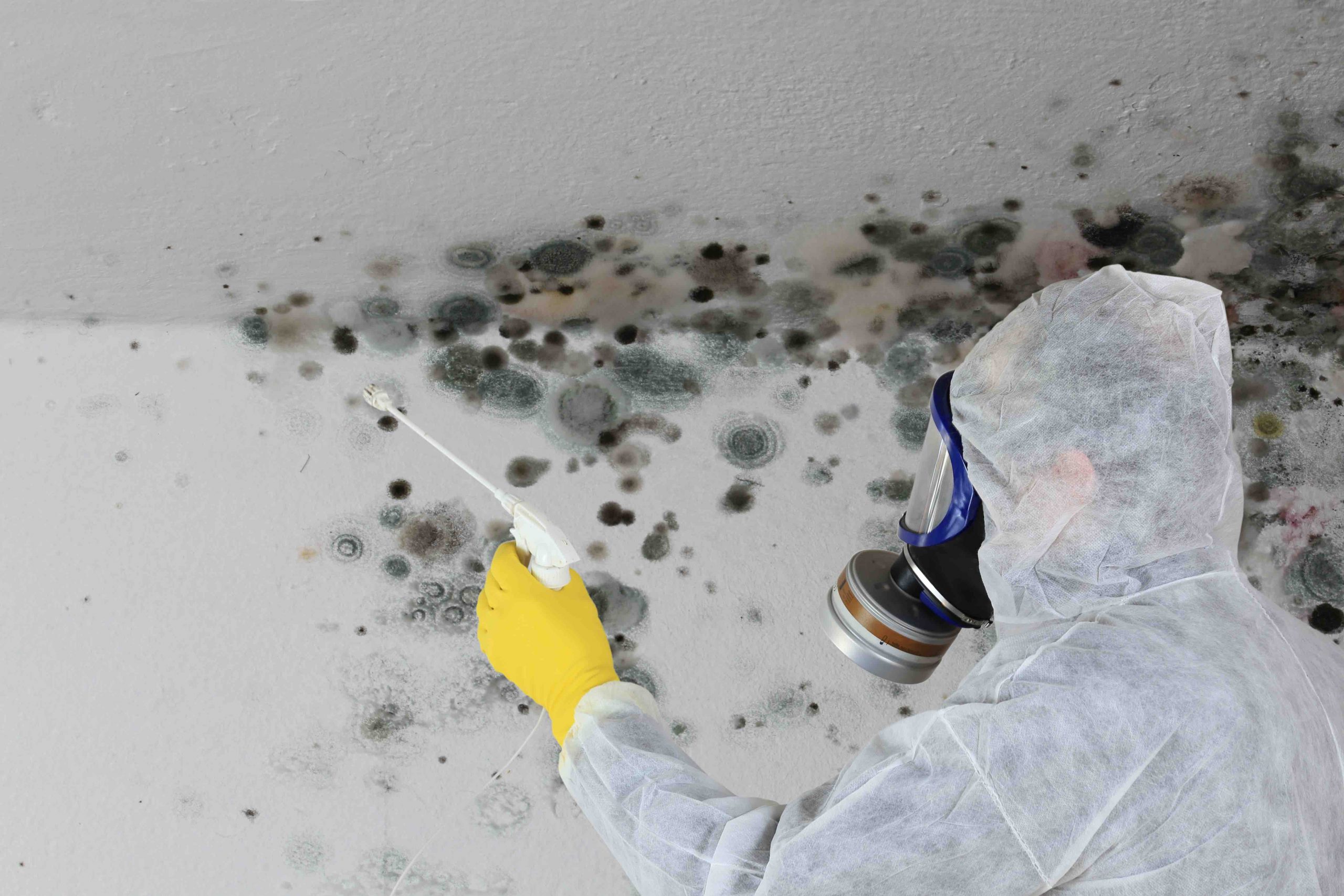 Mould Removal And Remediation Specialists