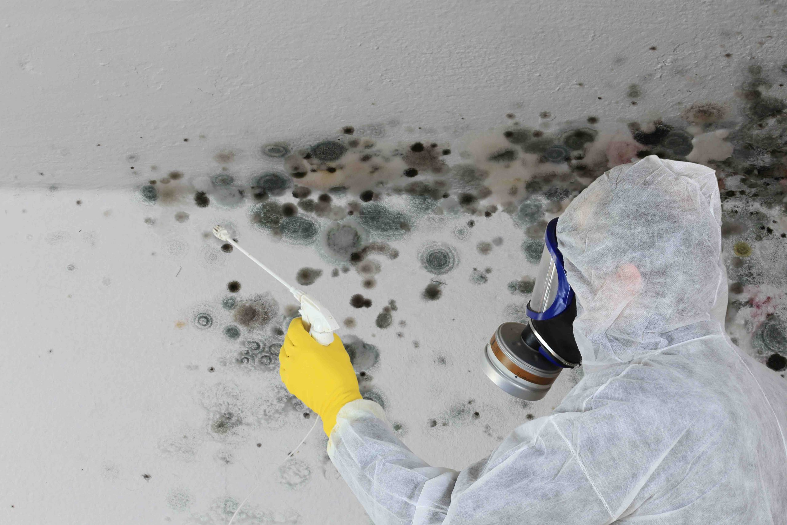 Mould Cleaning and Removal Services