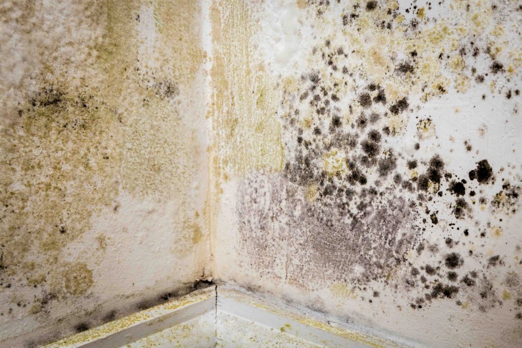 mould on walls