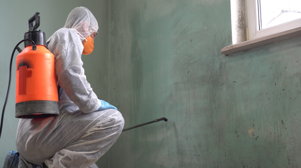 mould removal services