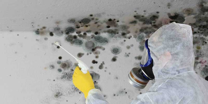 Mould-Removal-company-london