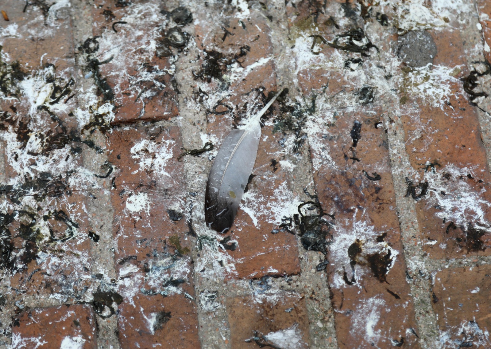 Bird Guano Removal