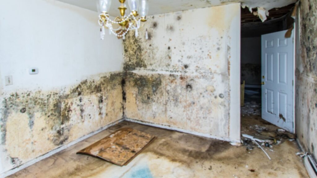 A water damaged house with clear signs of mould to help illustrate Vinci's mould remediation services.