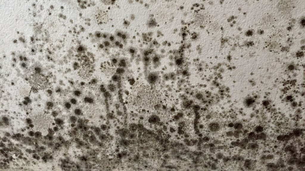 Black mould spores on a white ceiling.