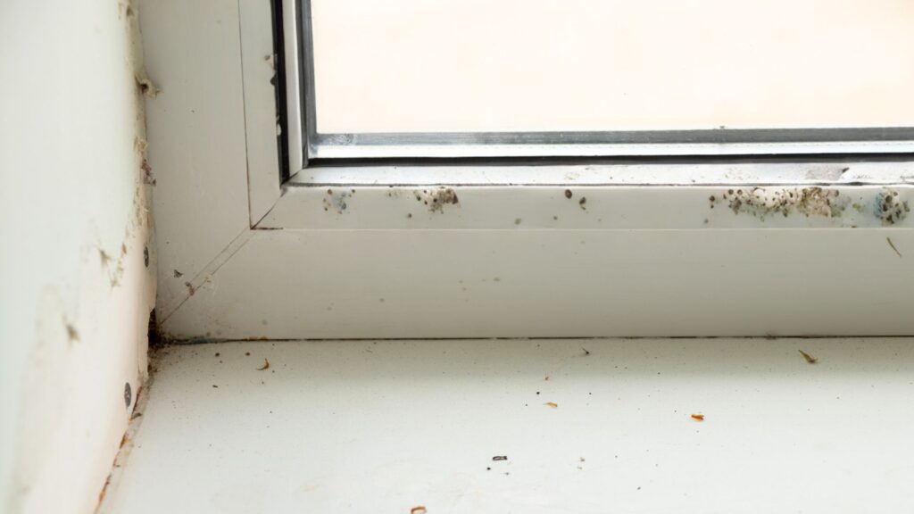 A white pvc window frame with mould spores growing on it.