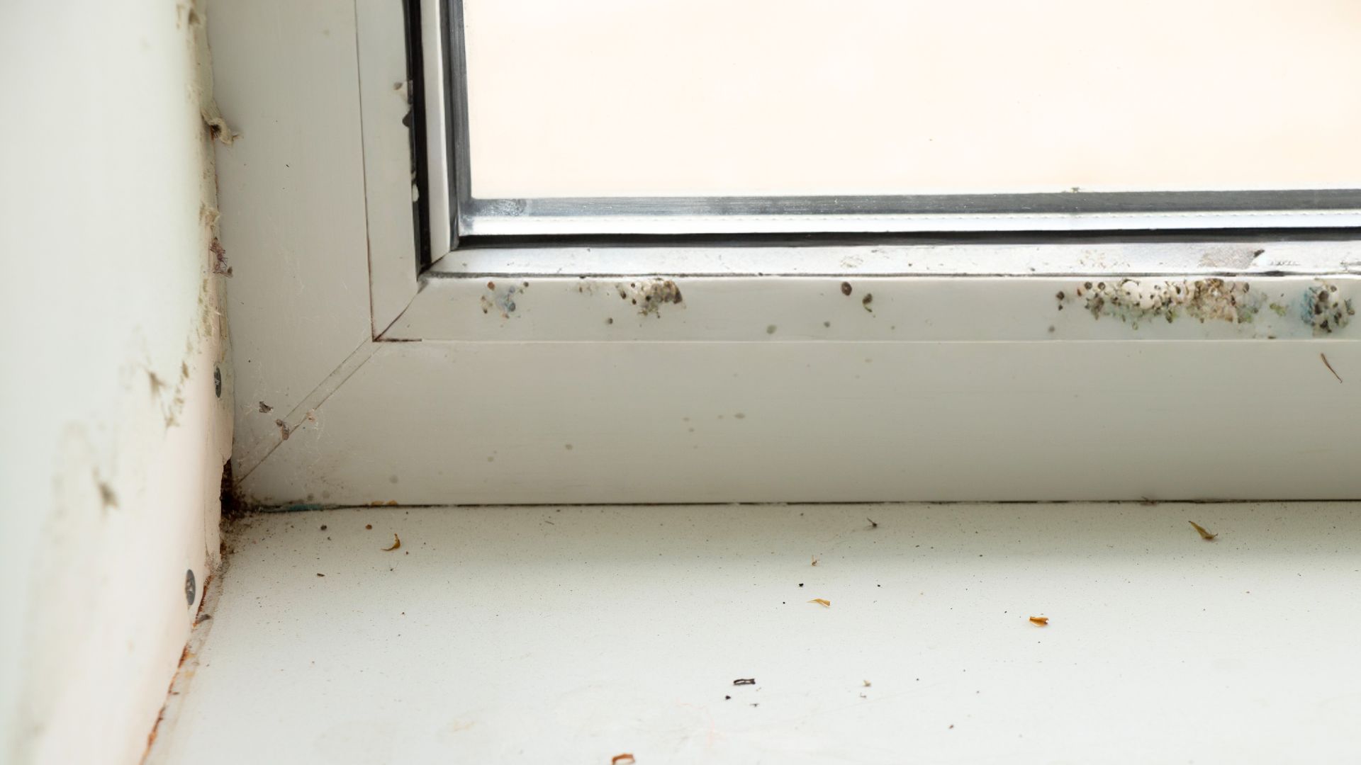 How To Stop Mould Growing On Windows