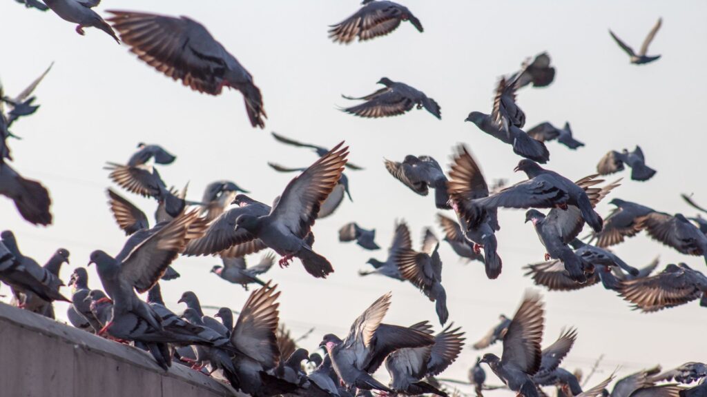 A flock of pigeons flying to help illustrate the dangers of cleaning pigeon and bird poop.