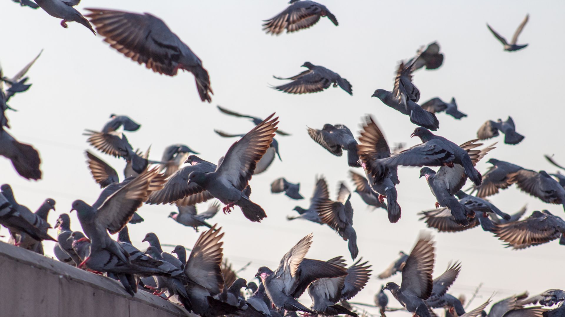 Pigeon Poo: The Toxic Risks Of Cleaning Bird Poop