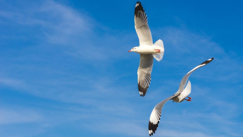 Twi seagulls flying against a backdrop of a blue sky to help illustrate the need to clean bird droppings from your business premises.