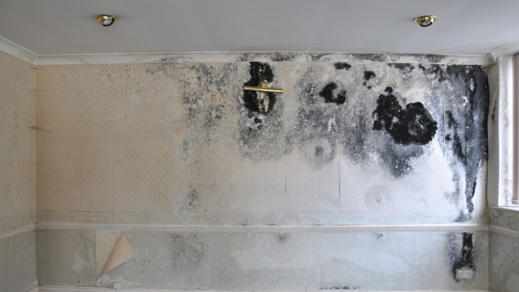 Large mould patches on a white interior wall.
