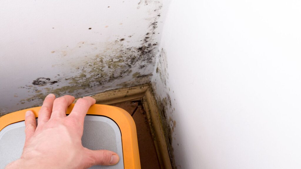 A hand moving furniture from the corner of a room to reveal mould on the white walls.