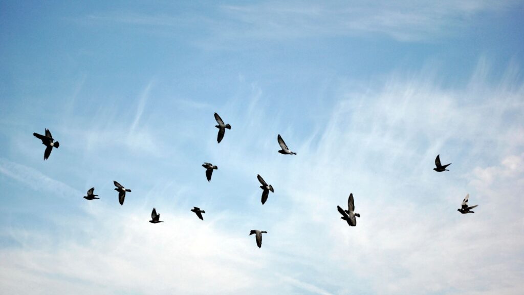 Birds flying in the sky to help represent the potential harm that guano can cause for commercial buildings.
