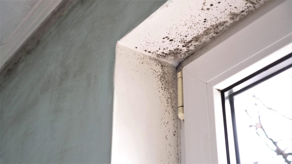 Mould around a window frame.