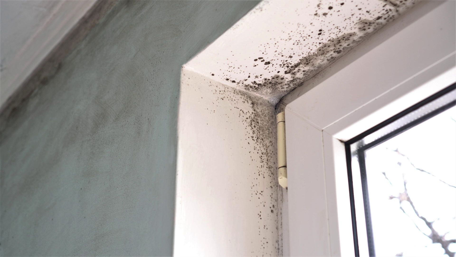 What Causes Mould? Understanding the Key Factors