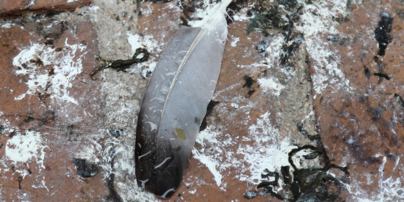 Bird Guano Removal